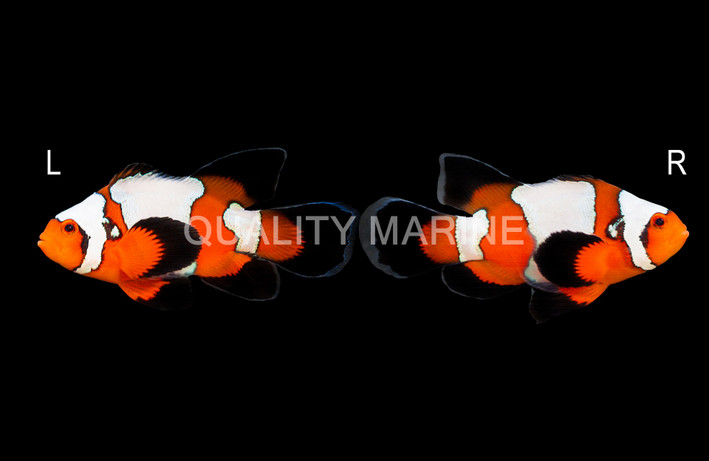 Ocellaris, Longfin Snowflake, QM Labs :: 30443