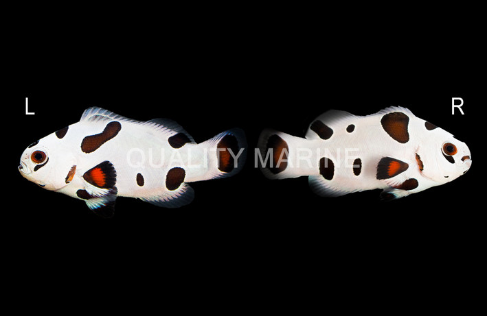 Extreme Super Storm Ocellaris Clownfish, QM Labs :: 97097