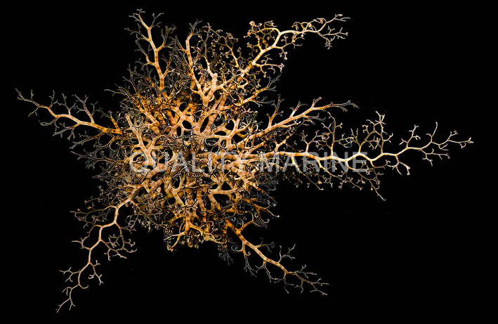 Basket Star :: 59004