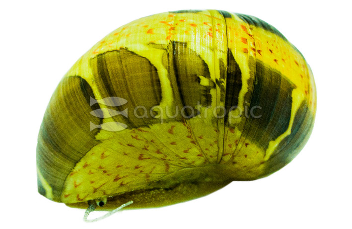Striped Pumpkin Nerite Snail :: 76478