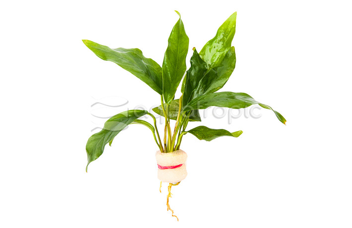 Anubias Afzeli :: 59852