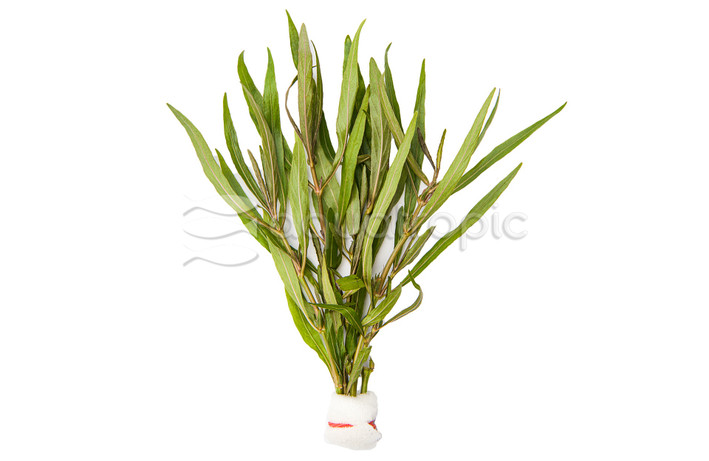 Hygrophila lancea 'Araguaia' - bunch :: 90233