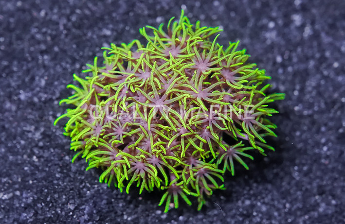 Star Metallic Green :: 76609