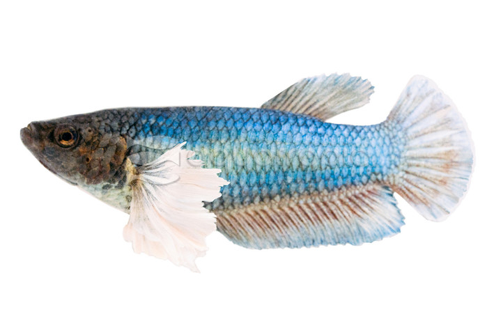 HMPK Dumbo Ear Betta, Female :: 12944