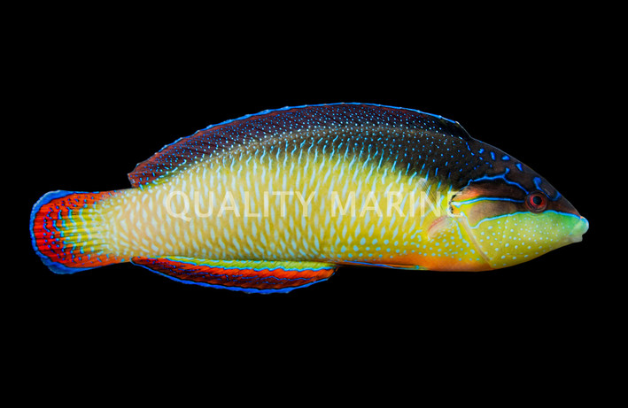 Pearl Wrasse, Male :: 33559