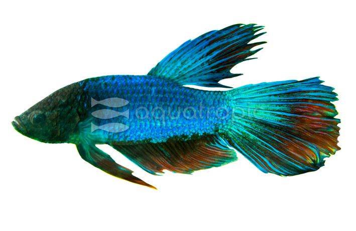 Veiltail Blue & Red, Male :: 29576