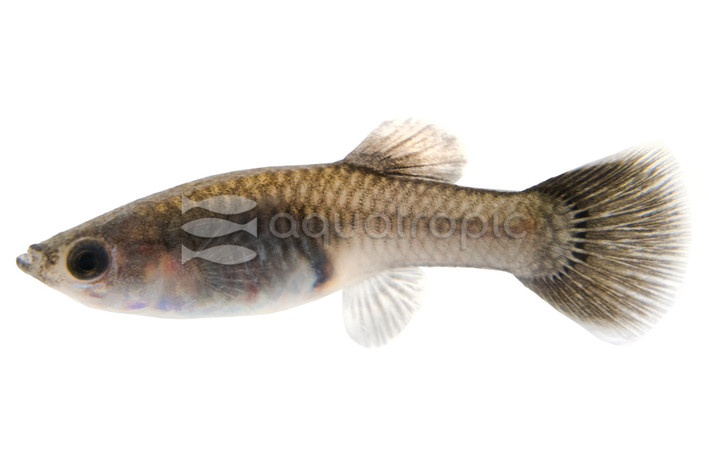 Moscow Black Guppy, Female :: 76920