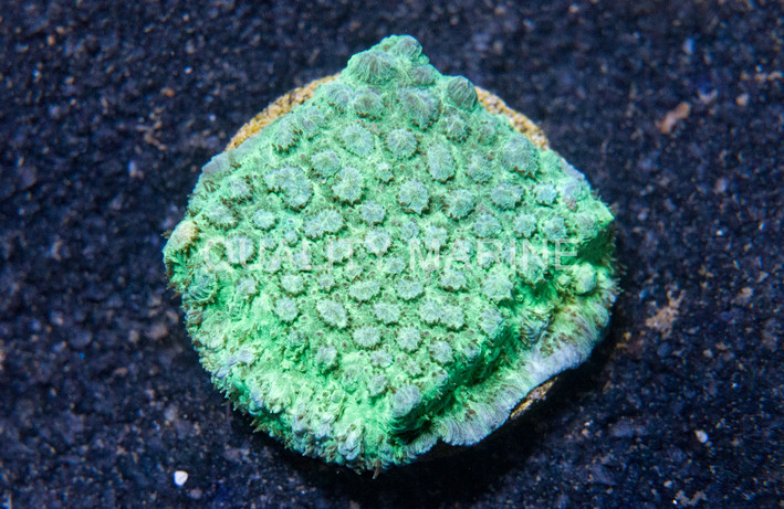 Horn, Encrusting Green :: 53610