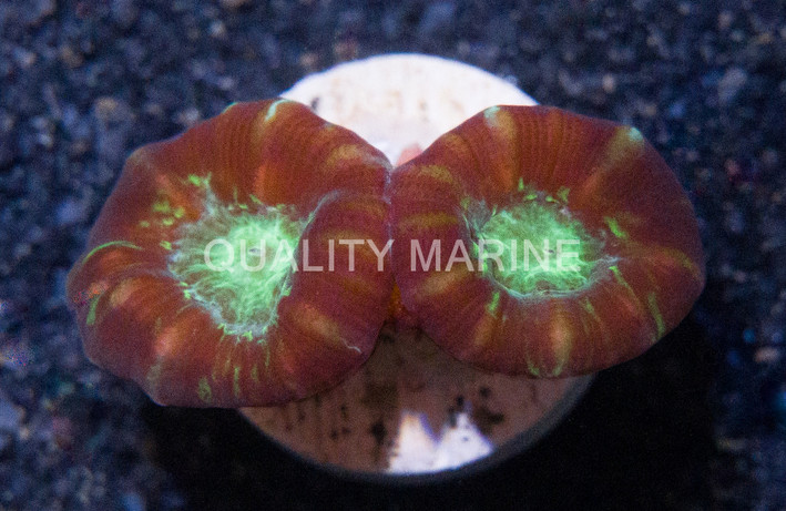 Candy Button :: 62176