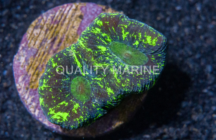 Brain Star Goniastrea Neon Green Splatter :: 91868