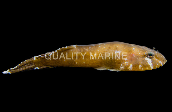 Clingfish, Black :: 73778