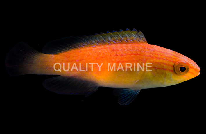 Nahacky's Fairy Wrasse :: 36072
