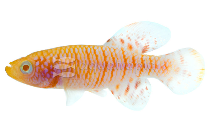 Albino Rainbow Rachovii Killifish :: 15861