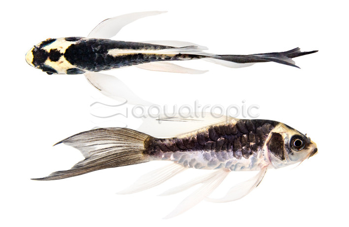 Panda Butterfly Koi :: 39927