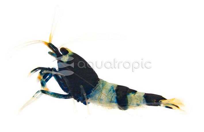 Panda Black King Kong Shrimp :: 21753