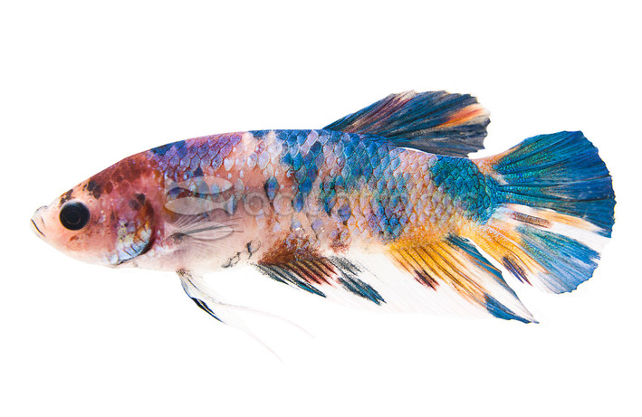 Plakat Marble, Male :: 36523