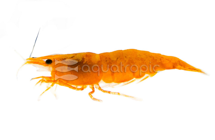Sunkist 24K Shrimp :: 78147