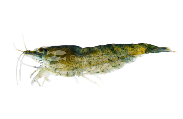 Green Jade Gold Back Shrimp :: 79169