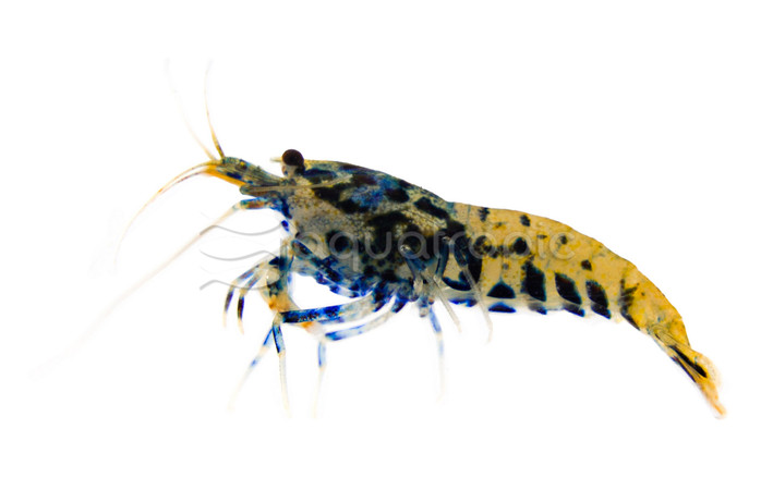 Blue Base Black King Kong Shrimp :: 83610