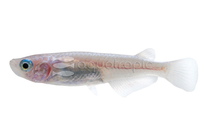 Platinum White Medaka Rice Fish :: 17646