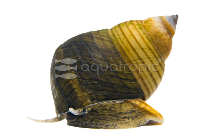 Striped Wizard Snail :: 15798