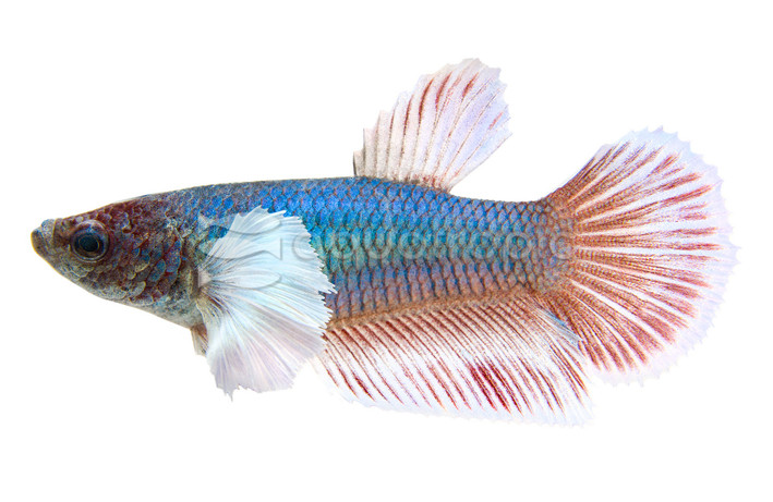 Delta Super Dumbo Ear Betta, Female :: 33310