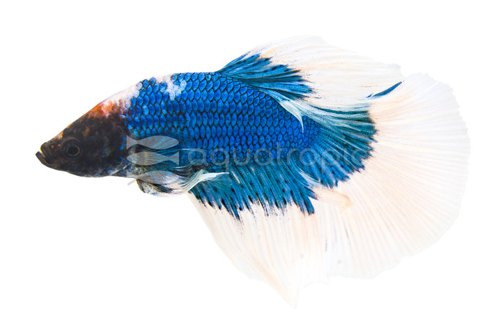 Green Butterfly Halfmoon Betta, Male :: 56714