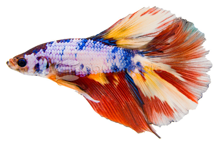 Male Halfmoon Galaxy Koi :: 61844