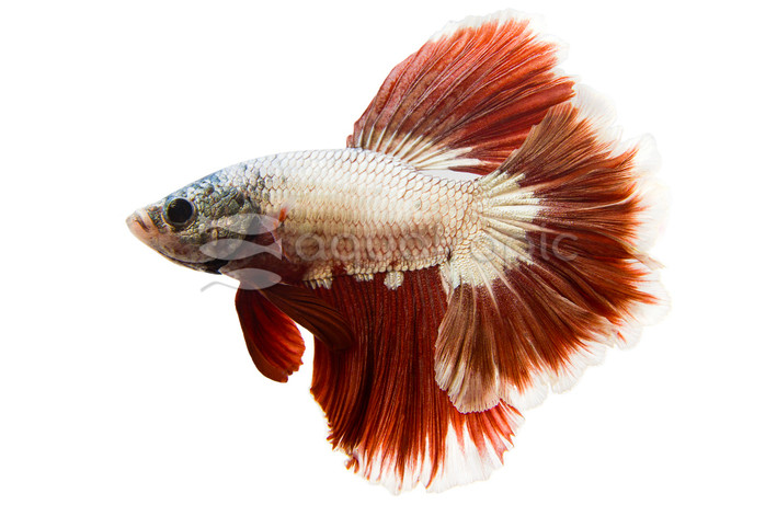 Halfmoon Rosetail, Male :: 85294