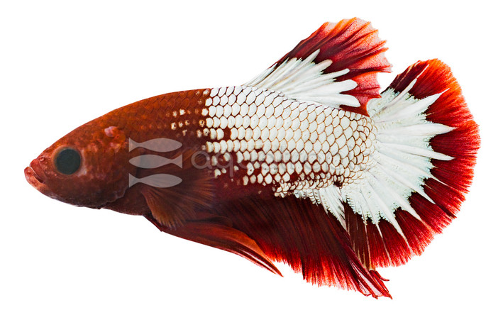 Red FCCP Betta, Male :: 16395