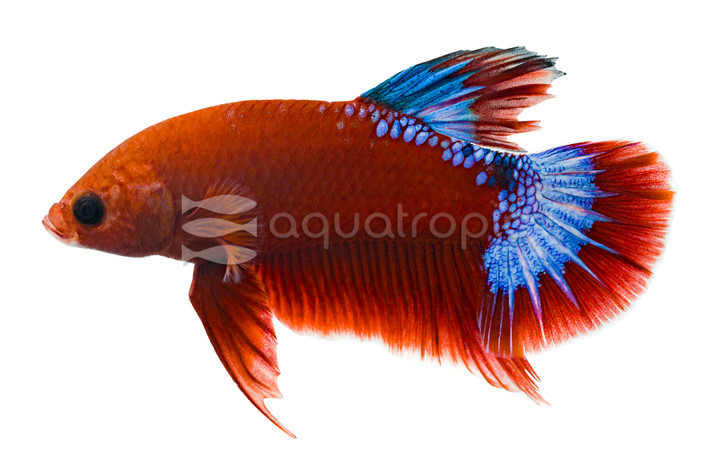 Hellboy 'A', Male :: 28493