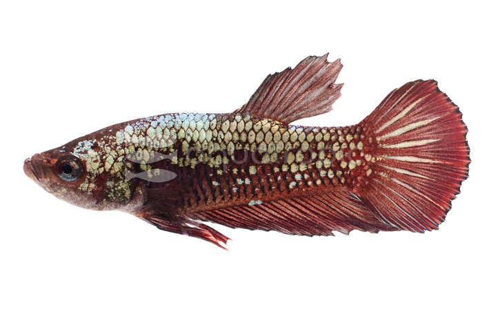 Roundtail Metallic Dragon, Male :: 51970