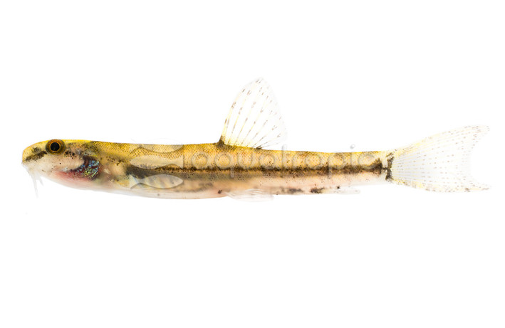 Burrowing Forktail Loach :: 32856