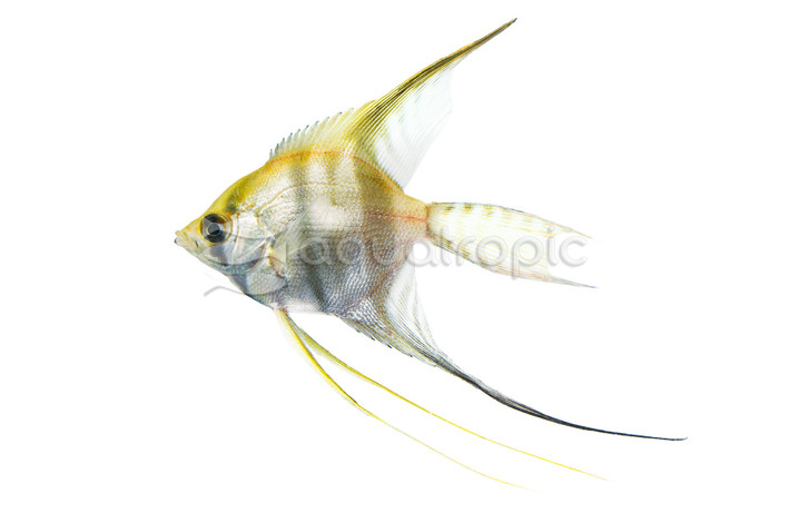 'False Altum' Peruvian Veil Angelfish :: 29627