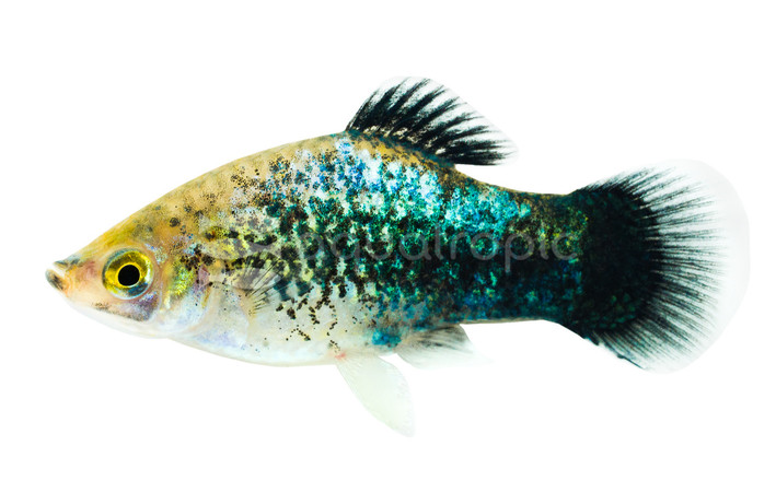 Blue Calico Wag Platy :: 88584