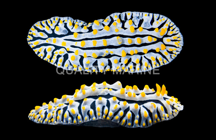 Varicose Wart Nudibranch :: 55449