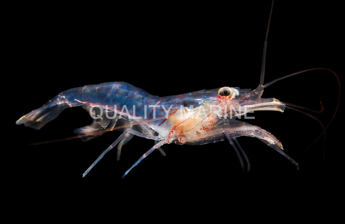 Boggessi Peppermint Shrimp :: 64723