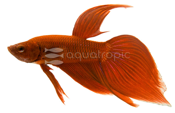 Red, Male :: 43128