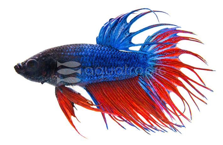 Blue Crowntail Betta, Male :: 60389