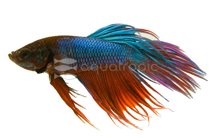 Green Crowntail Betta, Male :: 94789