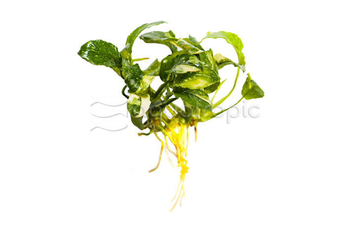 Anubias barteri 'Marble' :: 21258