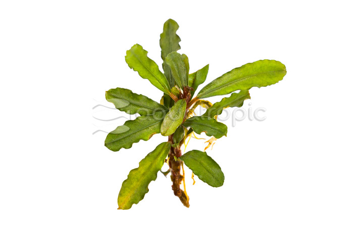 Bucephalandra "Velvet" (rooted) :: 47863