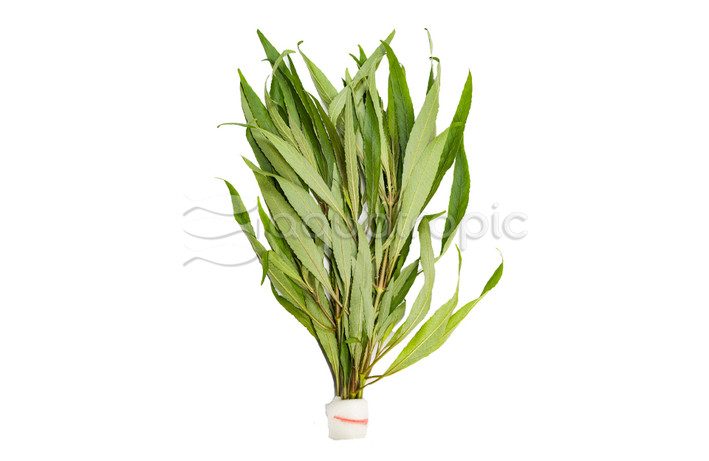 Hygrophila lacustris - bunch :: 51752