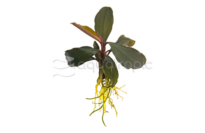 Bucephalandra "Red Central" (rooted) :: 96989