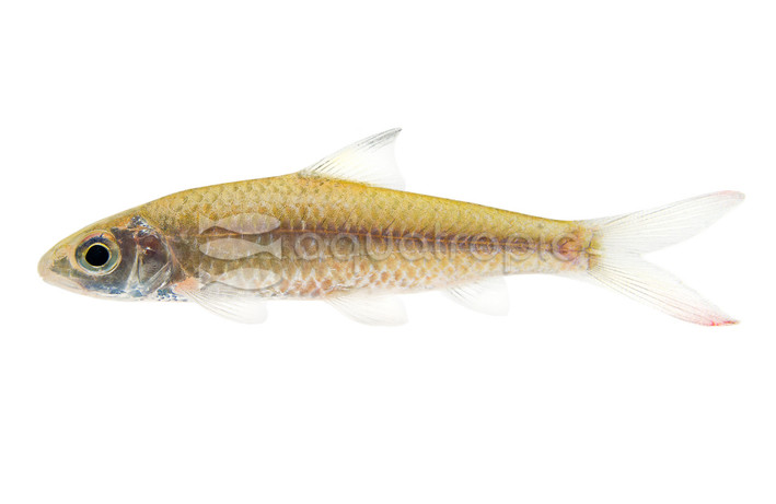 Redtail Ashmeadi Barb :: 67463