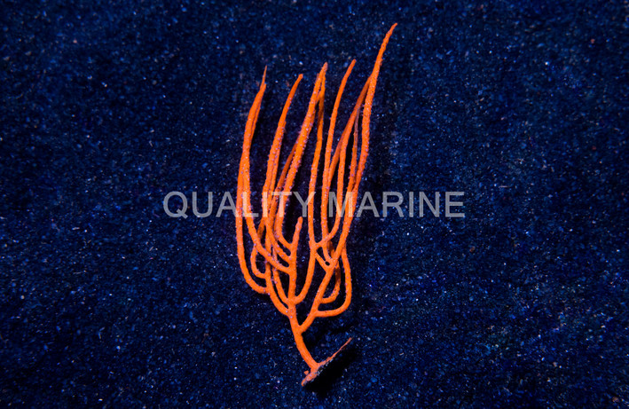 Fan, Orange :: 51001