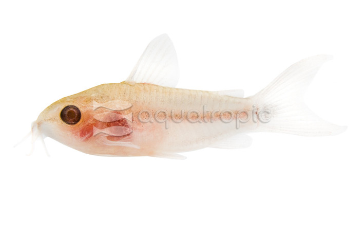 Pygmy Pygmaeus Albino :: 39406