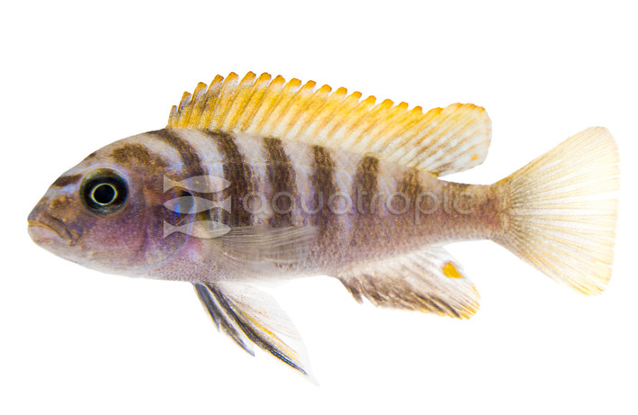 Afra Jalo Reef :: 74323