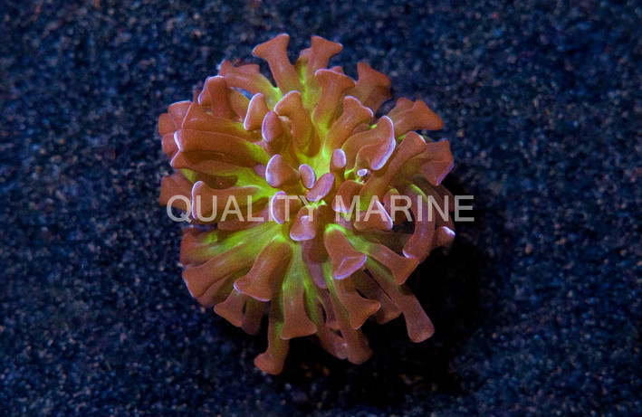 Hammer Branch, Purple w/Green Center :: 28208