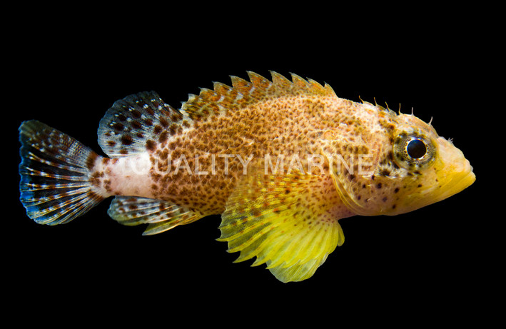 Reef Scorpionfish :: 25831